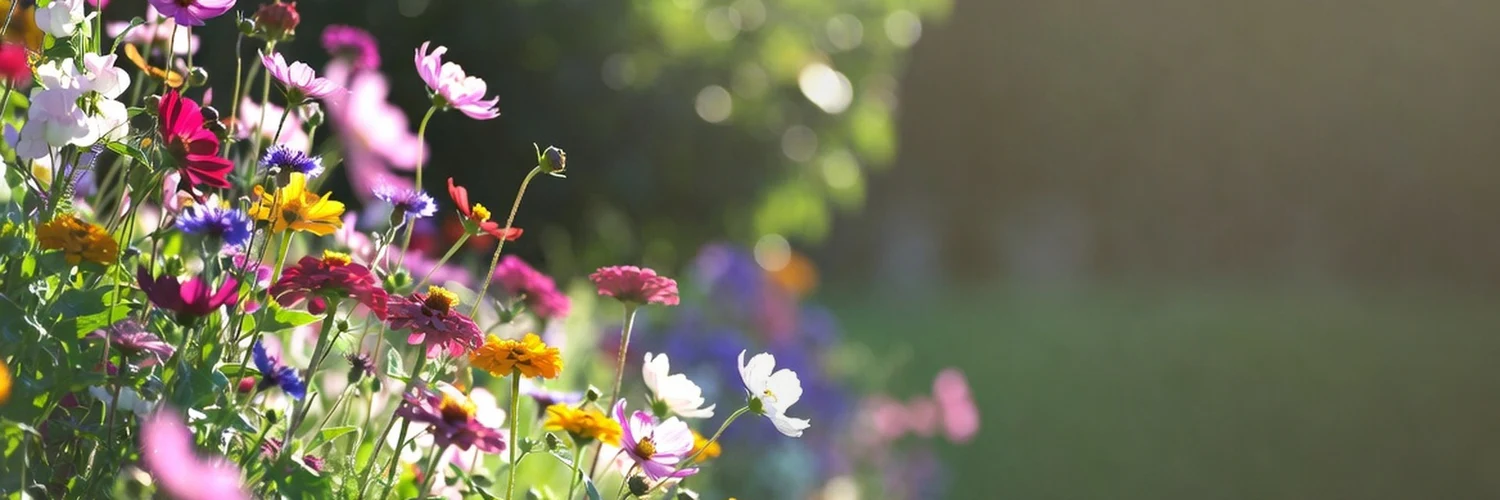Cultivate Your Dream Garden Today
