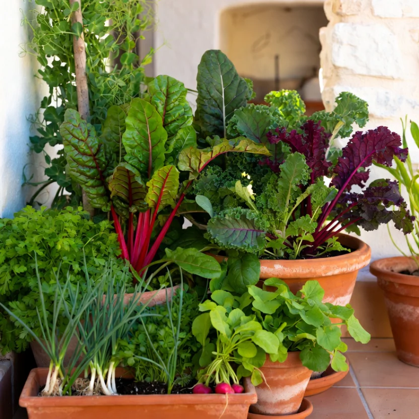 TOP PICKS: Seeds for Balconies, Patios & Small Spaces